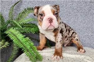 Hotch - puppy for sale