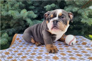 Hank - English Bulldog for sale