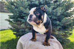 Hubert - English Bulldog for sale