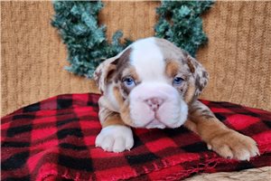 Heath - English Bulldog for sale