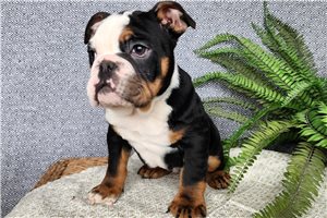 Hubert - English Bulldog for sale