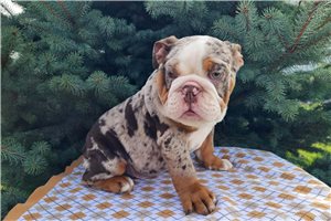 Hotch - puppy for sale