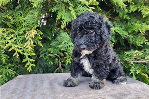 Naula - Bernedoodle, Mini for sale