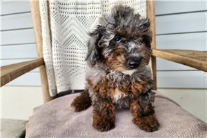 Kimberly - Bernedoodle, Mini for sale