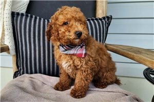Kairo - Bernedoodle, Mini for sale