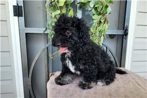 Naula - puppy for sale