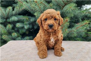 Kairo - Bernedoodle, Mini for sale