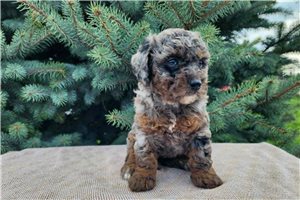 Kimberly - Bernedoodle, Mini for sale