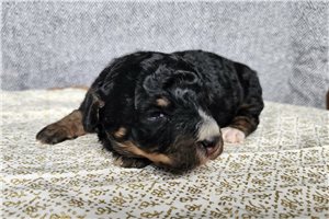 Natasha - puppy for sale