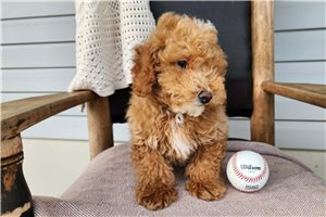 Kaleb - Bernedoodle, Mini for sale