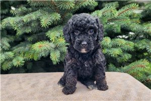 Kiara - Bernedoodle, Mini for sale