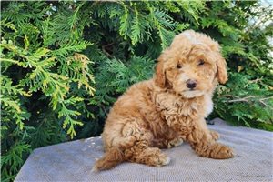 Kaleb - Mini Bernedoodle for sale