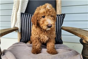 Kevin - Bernedoodle, Mini for sale