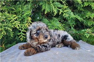 Kimberly - Bernedoodle, Mini for sale