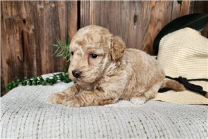 Kennedy - puppy for sale
