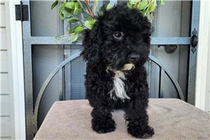 Knox - Bernedoodle, Mini for sale