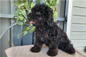 Kiara - Bernedoodle, Mini for sale