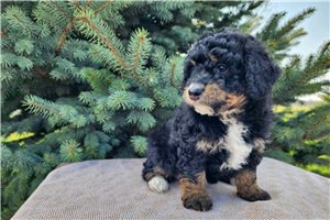 Natasha - Bernedoodle, Mini for sale