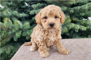Kennedy - Bernedoodle, Mini for sale