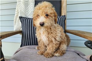 Kennedy - Bernedoodle, Mini for sale