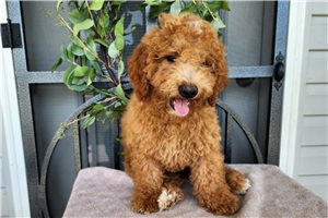 Kevin - Bernedoodle, Mini for sale