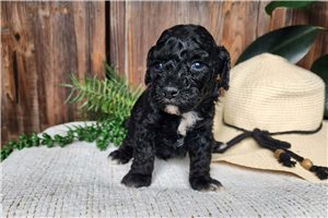 Knox - puppy for sale