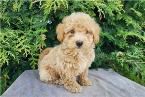 Kennedy - Bernedoodle, Mini for sale