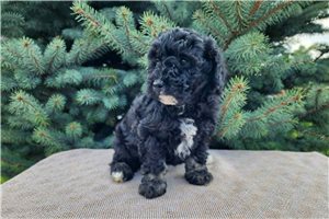 Naula - Bernedoodle, Mini for sale