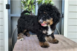 Natasha - puppy for sale