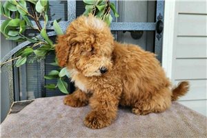 Kaleb - Bernedoodle, Mini for sale