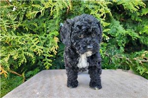 Knox - Bernedoodle, Mini for sale