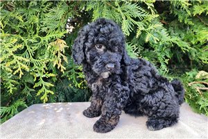 Kiara - Mini Bernedoodle for sale