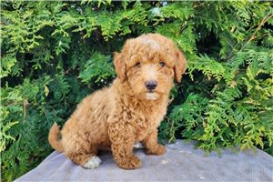 Kevin - Mini Bernedoodle for sale