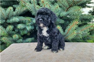 Knox - Bernedoodle, Mini for sale