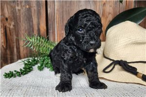 Kiara - puppy for sale