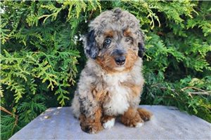Natoya - Bernedoodle, Mini for sale