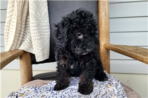 Kiara - Bernedoodle, Mini for sale