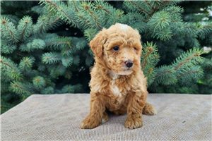 Kaleb - Bernedoodle, Mini for sale