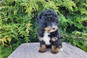 Natasha - Mini Bernedoodle for sale