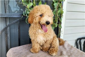 Kennedy - Bernedoodle, Mini for sale
