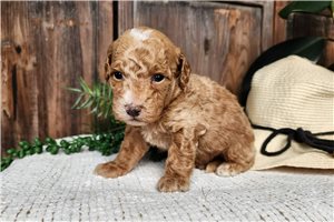 Kaleb - puppy for sale
