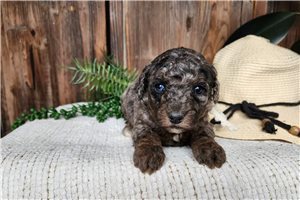 Kimberly - Bernedoodle, Mini for sale