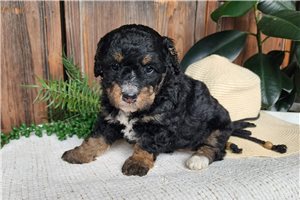Natasha - Bernedoodle, Mini for sale