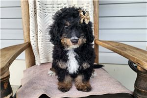 Natasha - Bernedoodle, Mini for sale