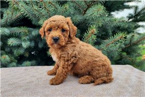 Kairo - Mini Bernedoodle for sale