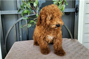 Kairo - Bernedoodle, Mini for sale