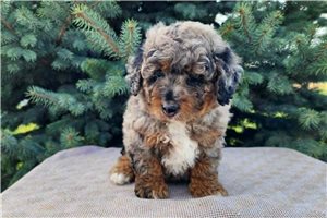 Natoya - Bernedoodle, Mini for sale