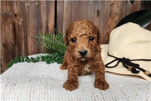 Kairo - puppy for sale
