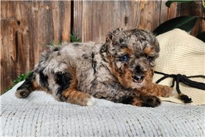Natoya - Bernedoodle, Mini for sale