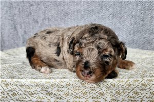 Natoya - Mini Bernedoodle for sale